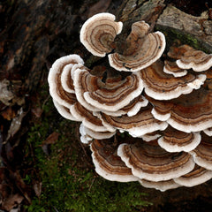 Turkey Tail Herb Profile