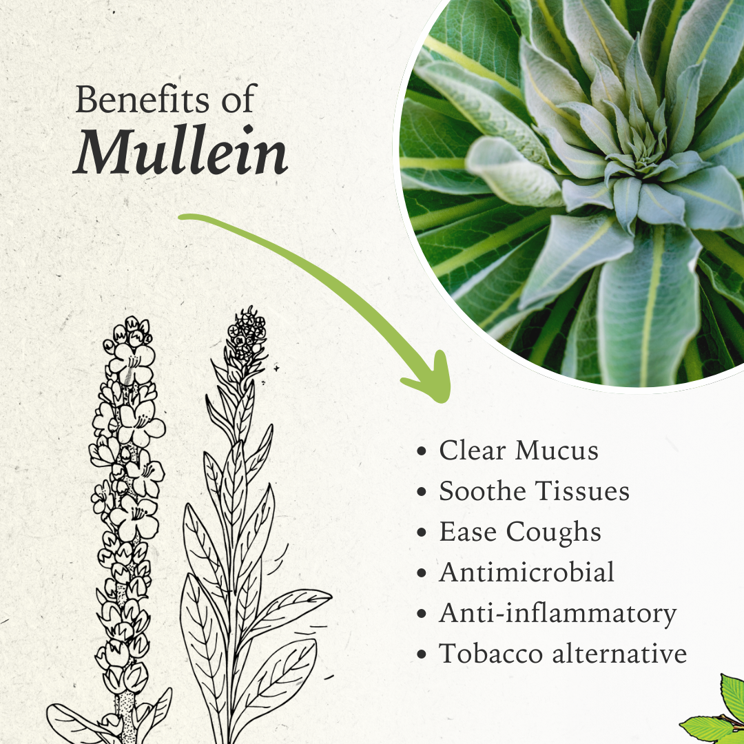 Benefits of Mullein