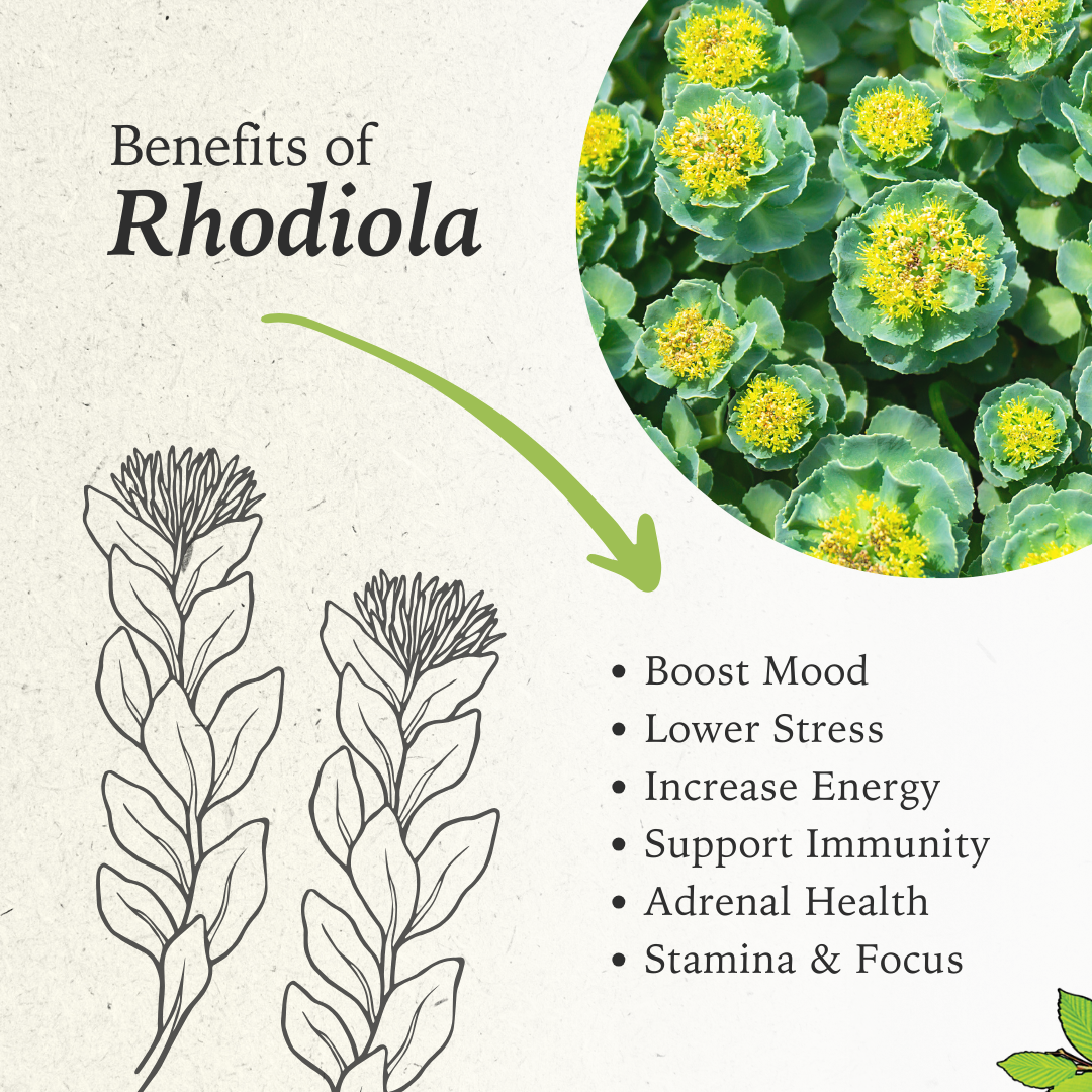 Benefits of Rhodiola