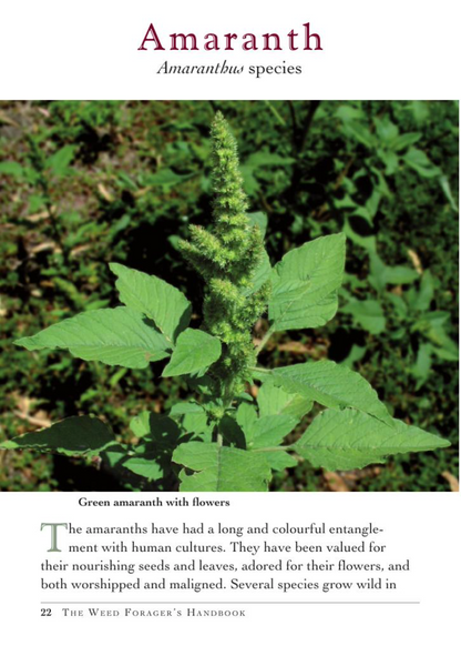 Weed Forager's Handbook: a guide to edible and medicinal weeds in Australia