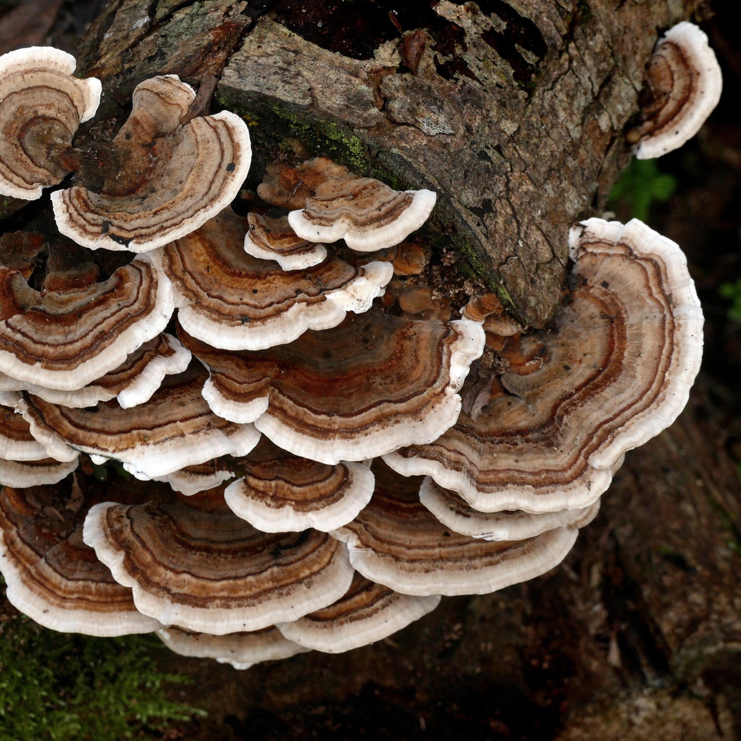 Turkey Tail close up