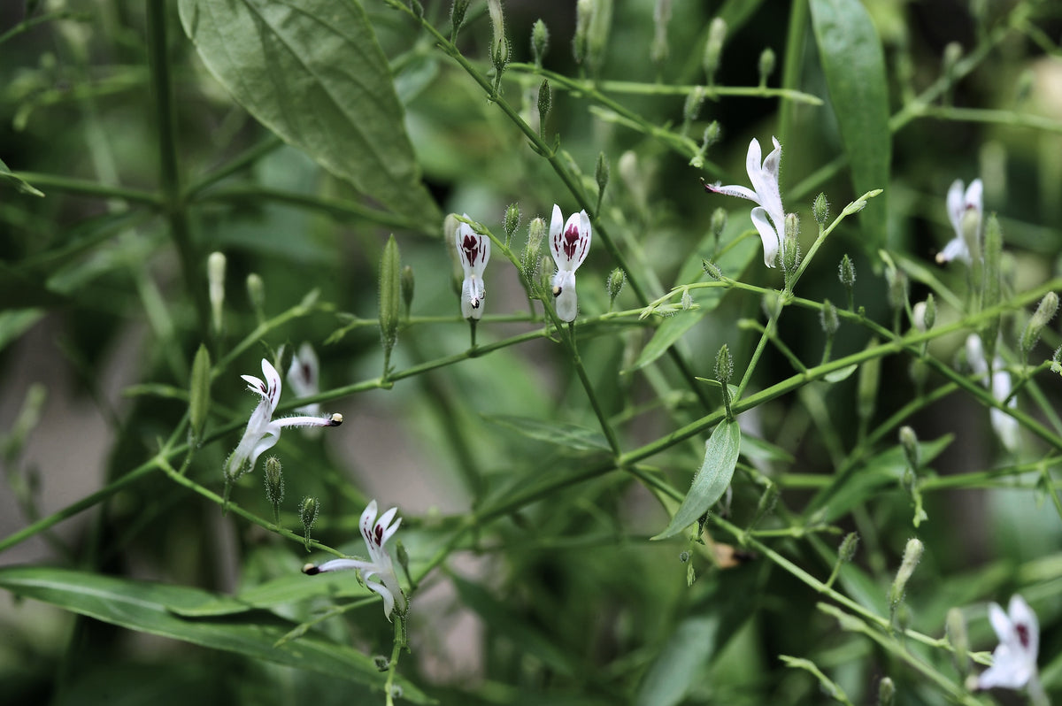 Andrographis, Andrographis paniculata