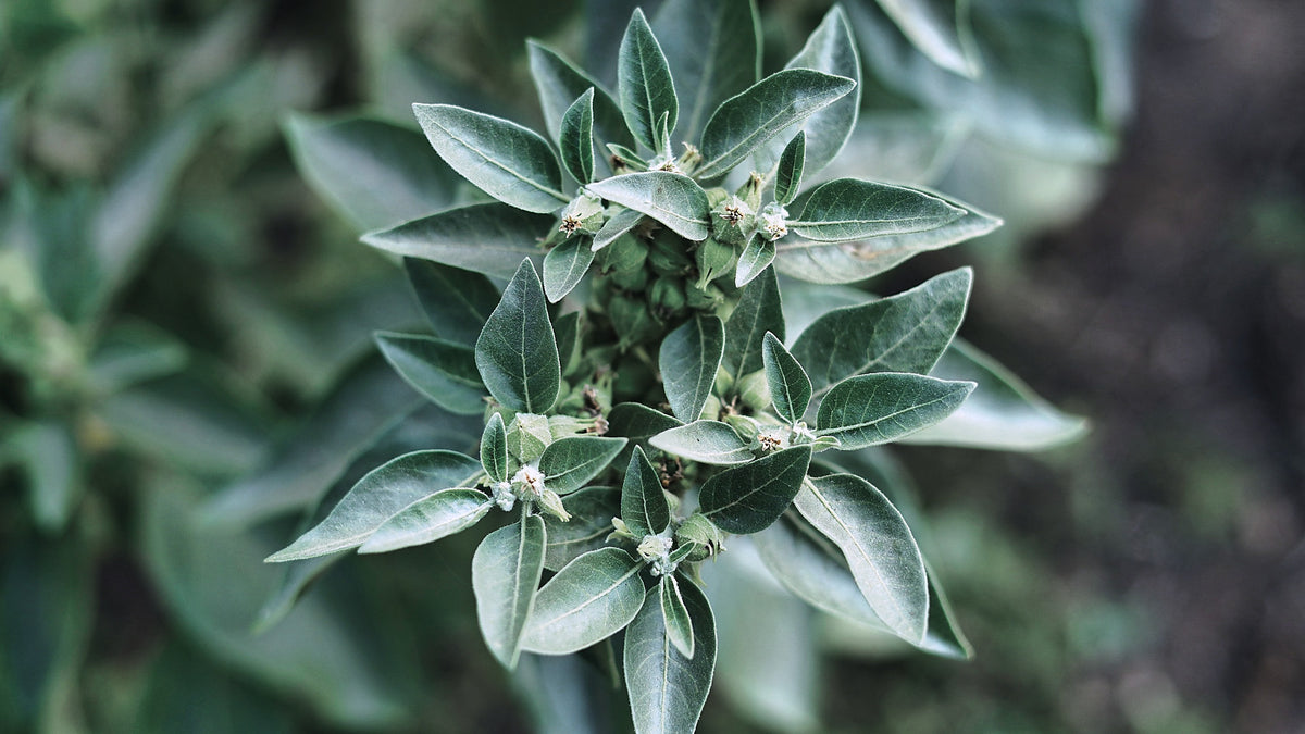 Ashwagandha, Withania somnifera
