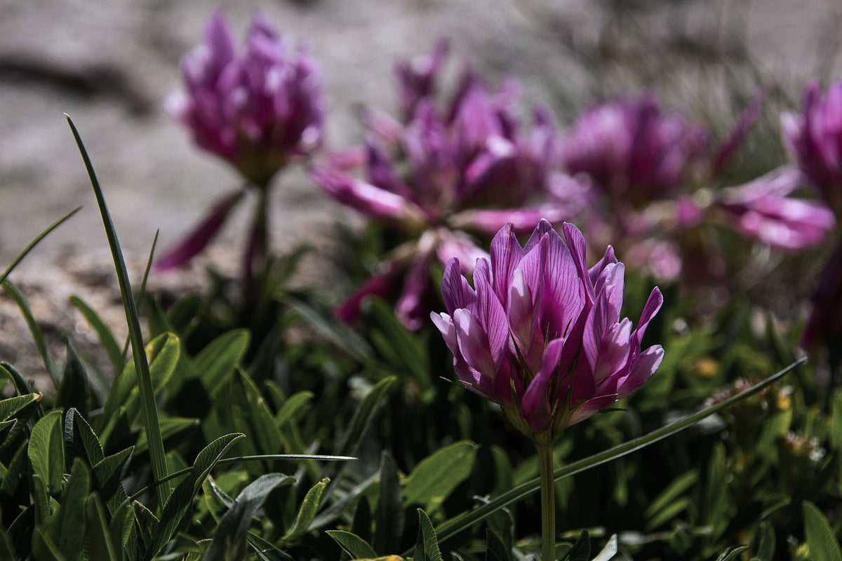 Astragalus, Astragalus membranaceus