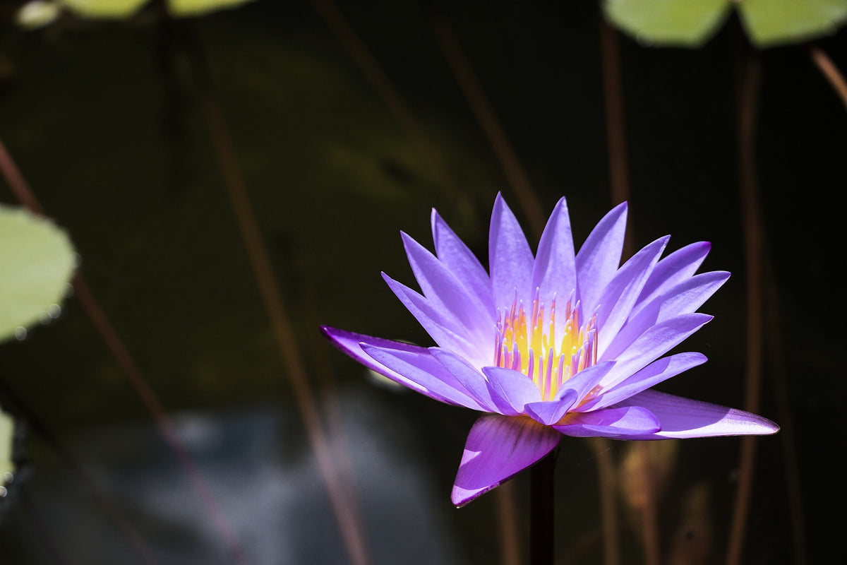 Blue Lily, Nymphaea caerulea