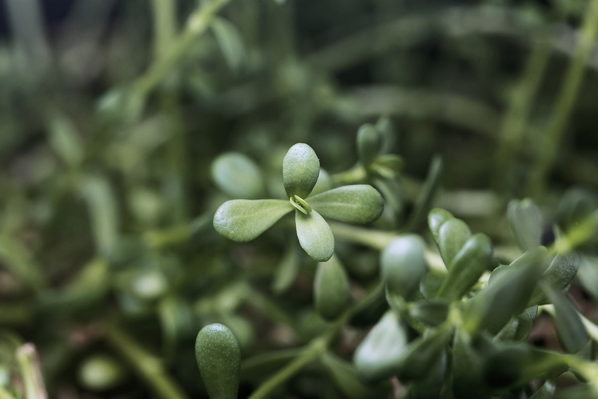Brahmi, Bacopa monnieri