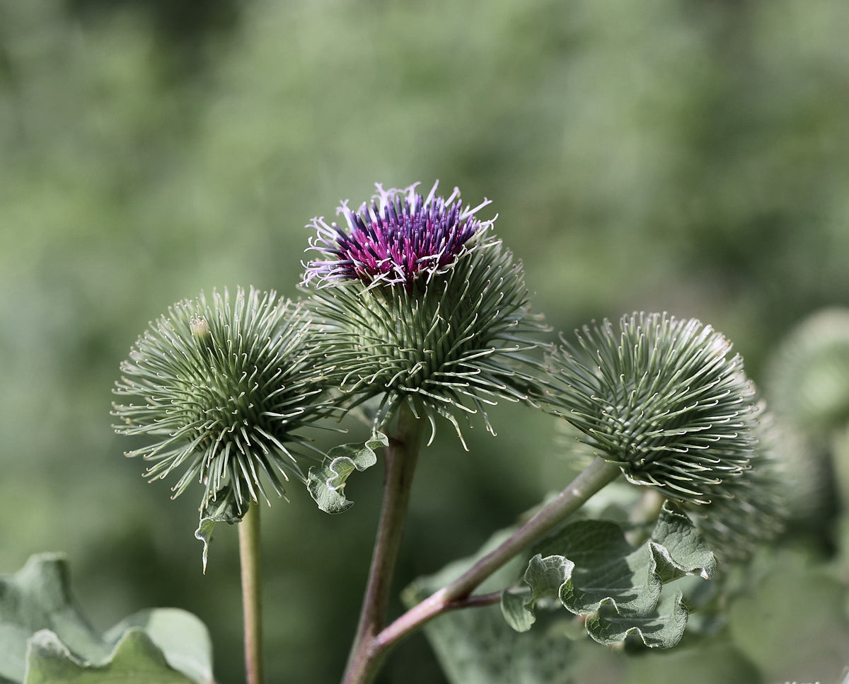 Burdock Root, Arctium lappa