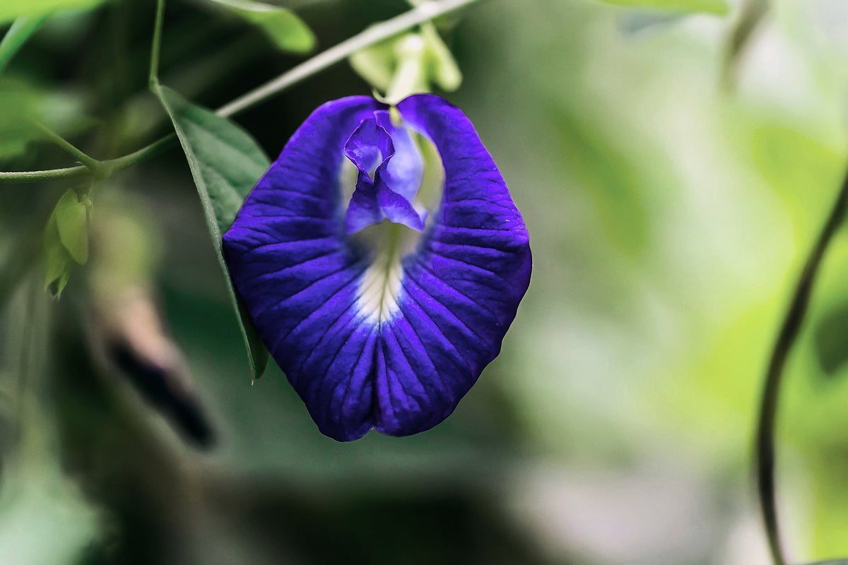 Butterfly Pea, Clitoria ternatea