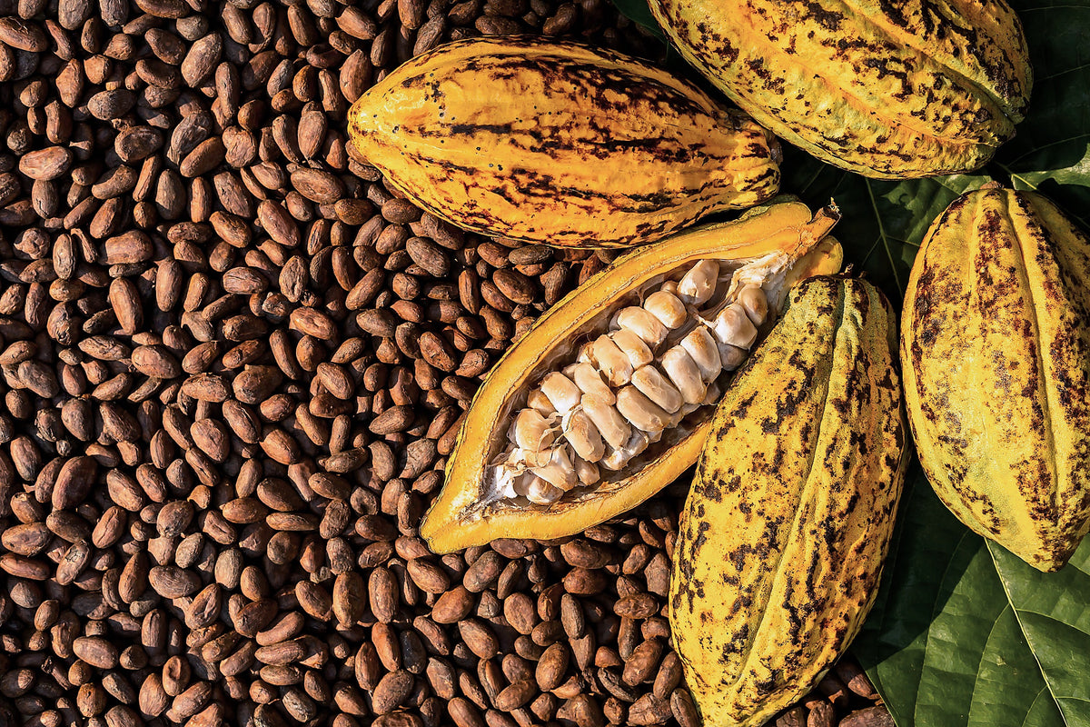 Cacao, Theobroma cacao