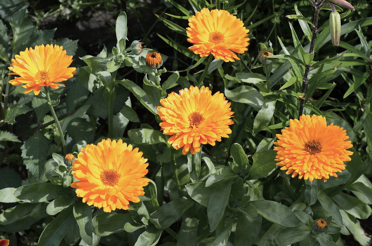 Calendula, Calendula officinalis