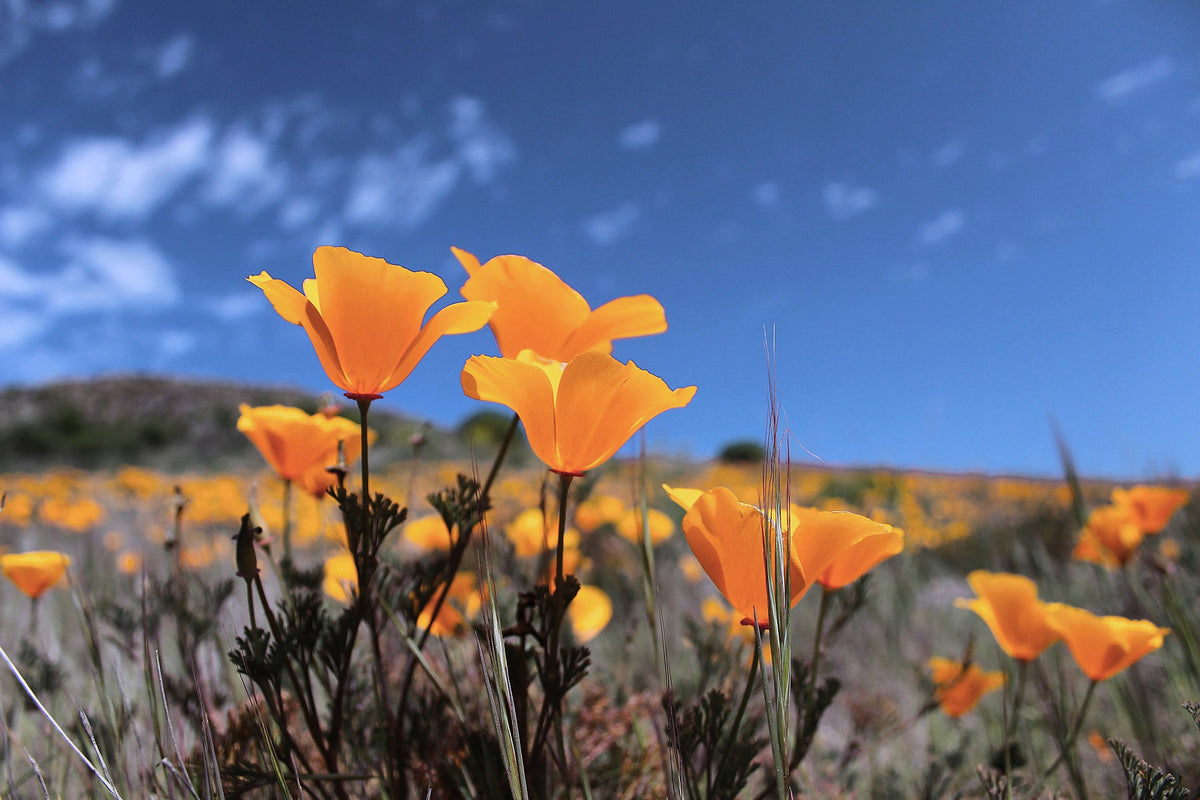 California Poppy, Eschscholzia californica