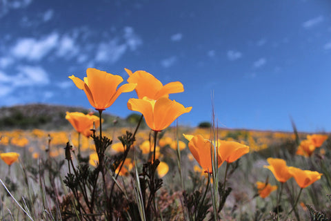 California Poppy Herb Profile