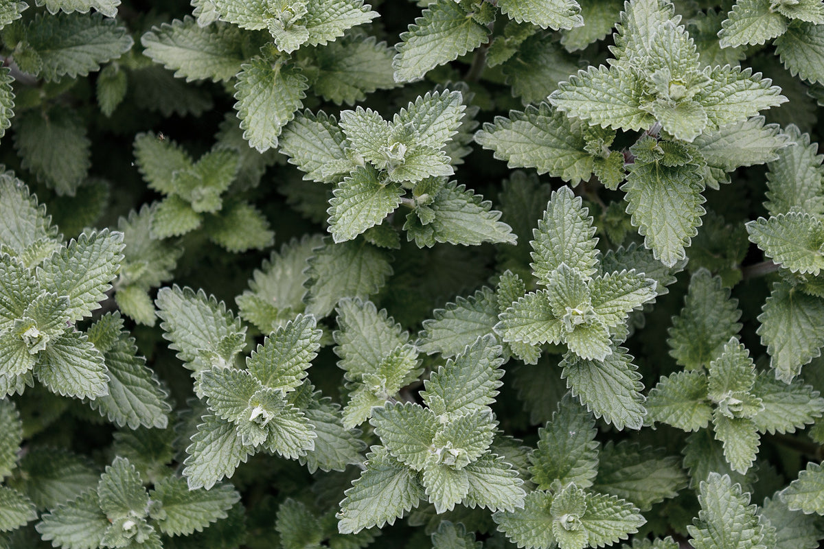 Catnip, Nepeta cataria