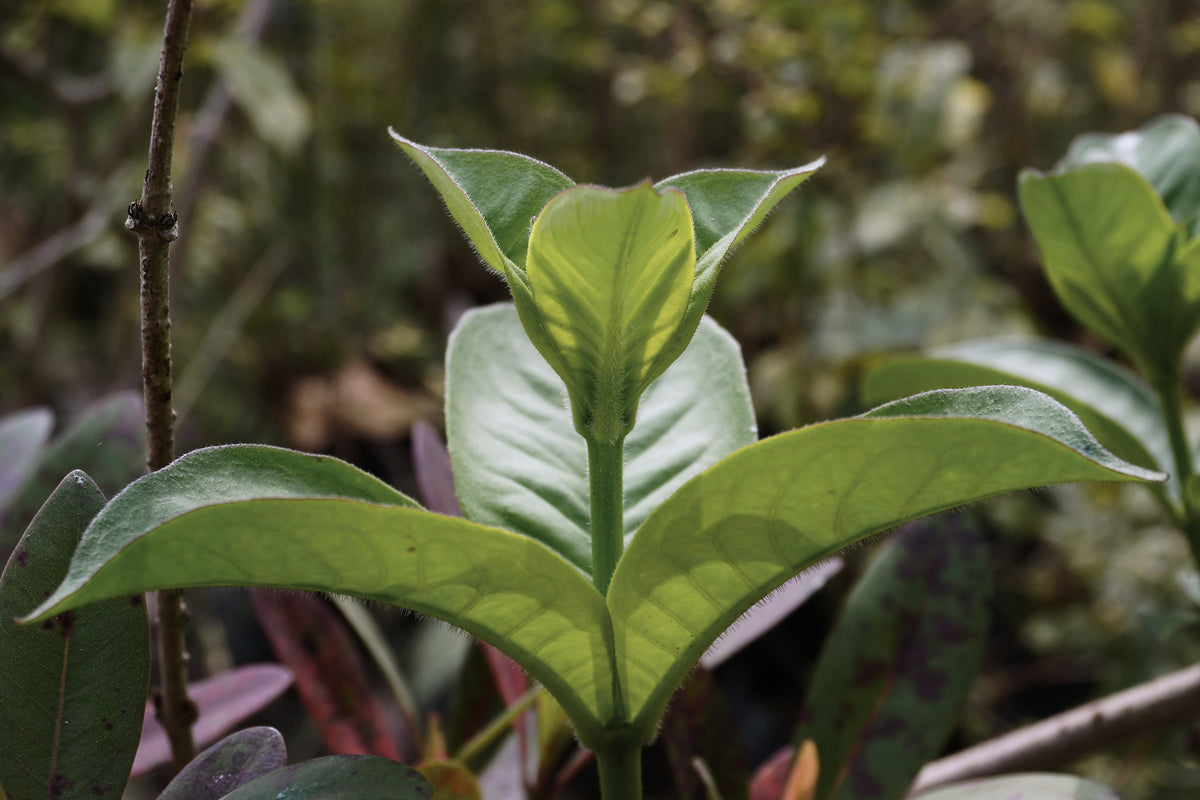 Cat's Claw, Uncaria tomentosa