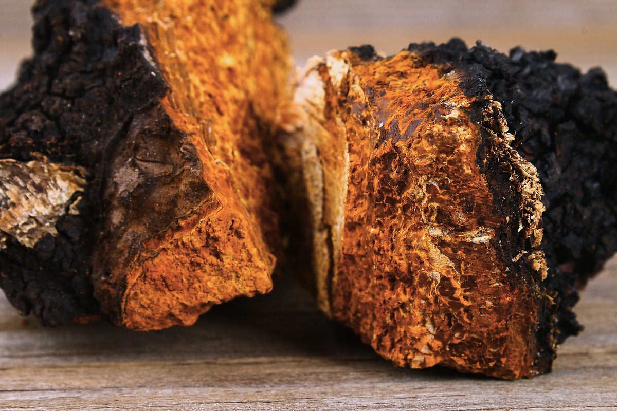 Chaga, Inonotus obliquus