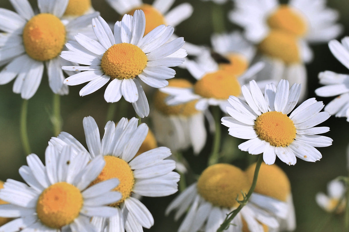Chamomile, Matricaria recutita