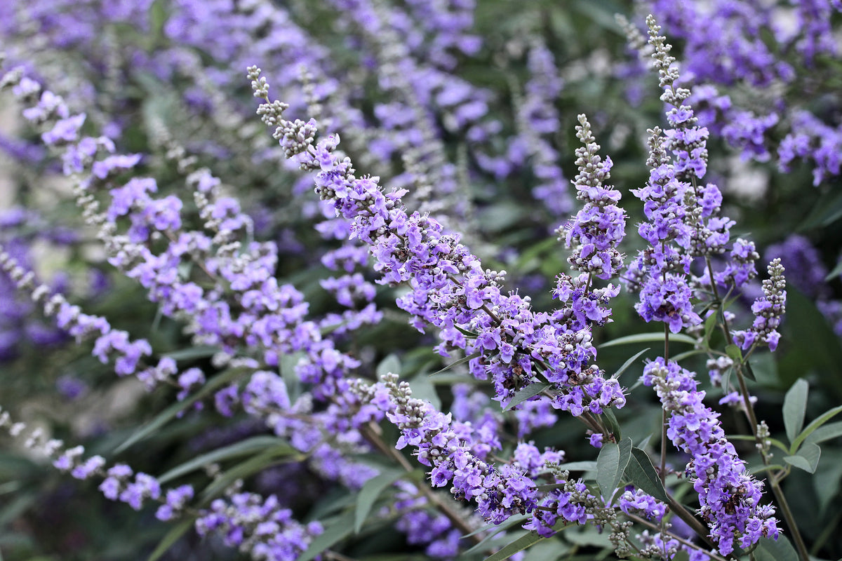 Chaste Tree, Vitex agnus-castus
