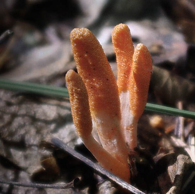 Cordyceps, Cordyceps militaris