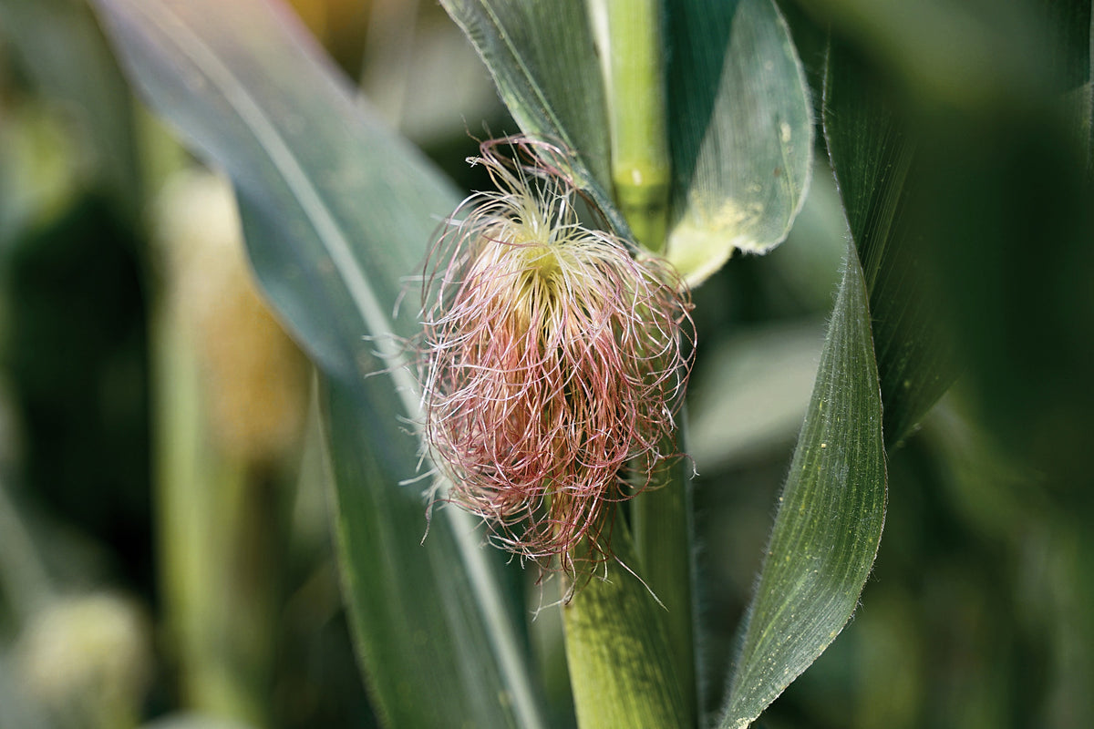 Corn Silk, Zea mays