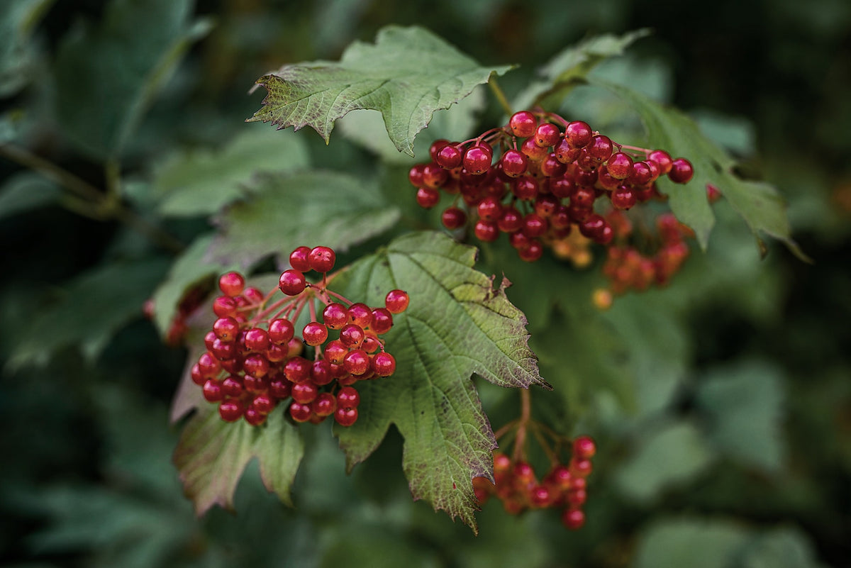 Cramp Bark, Viburnum opulus