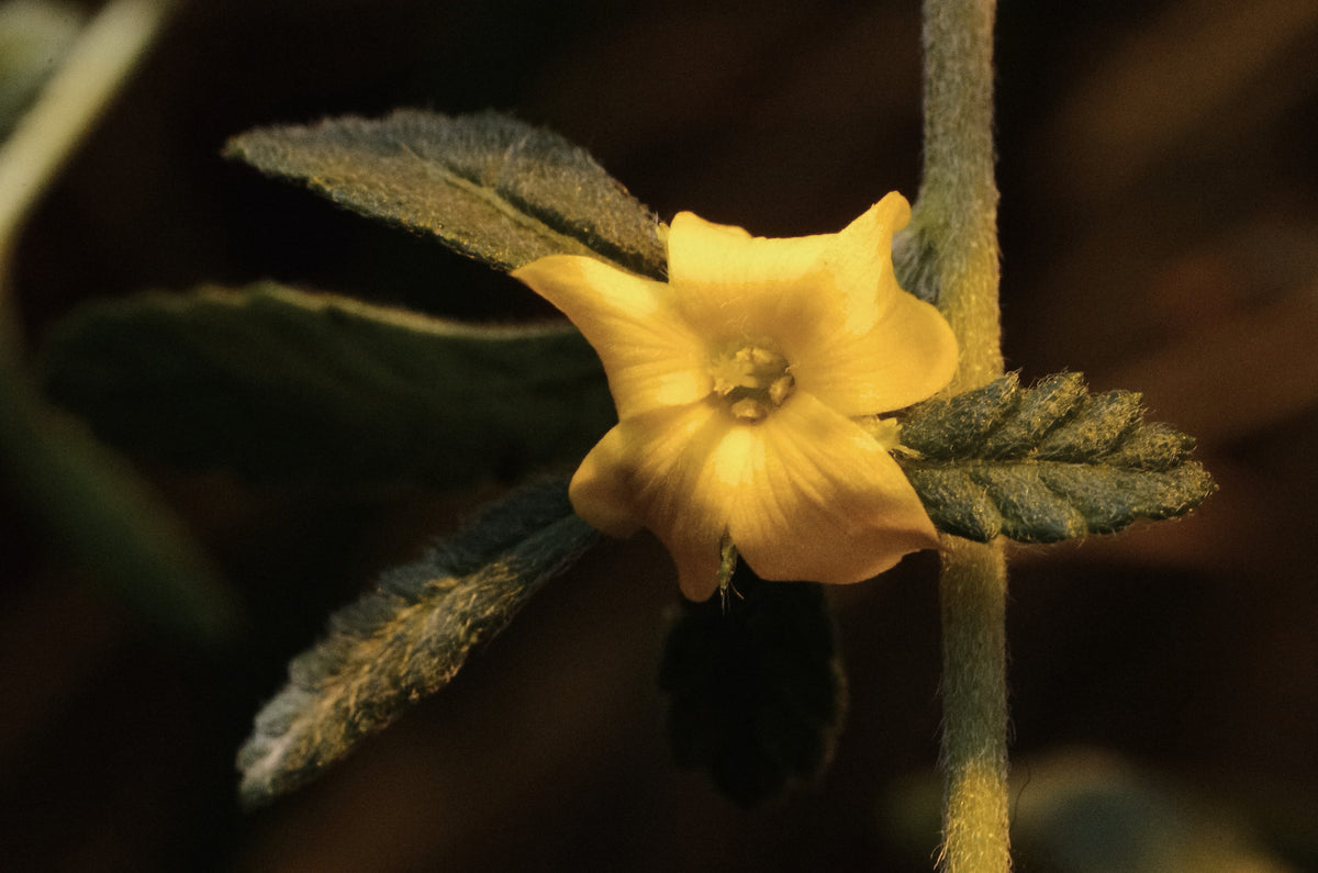Damiana, Turnera diffusa