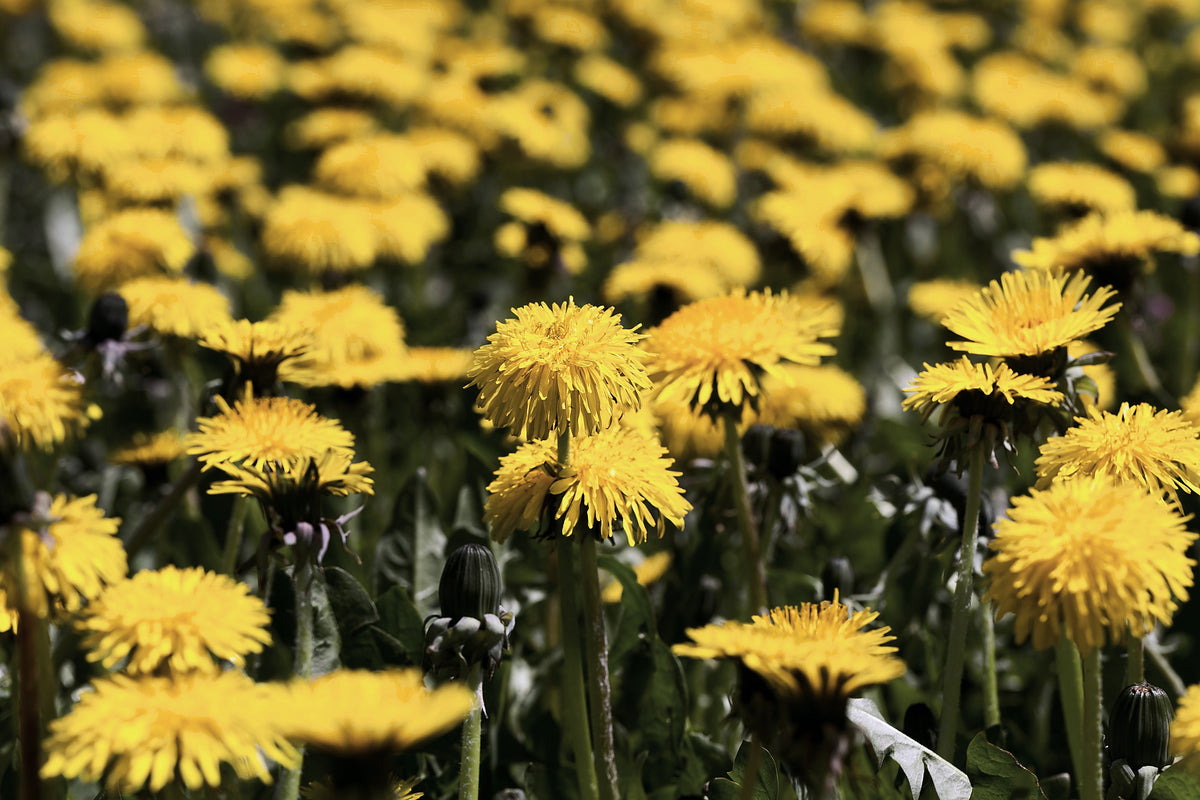 Dandelion, Taraxacum officinale