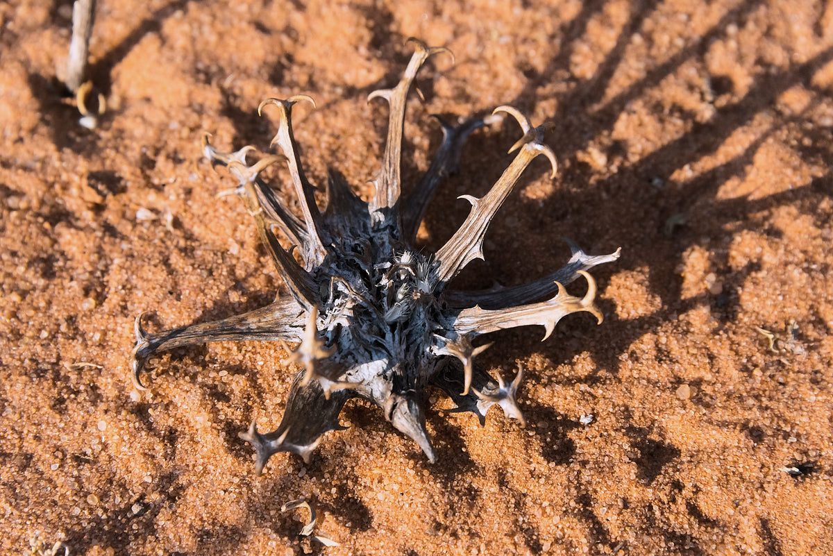 Devil's Claw, Harpagophytum procumbens