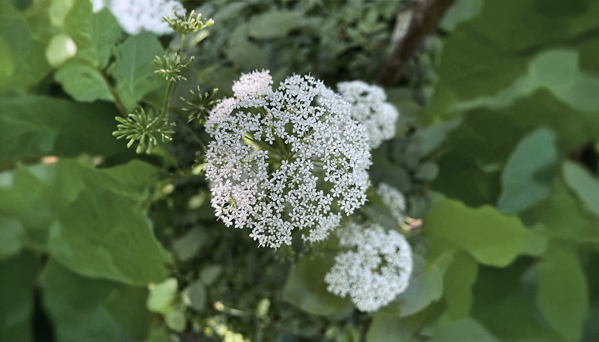 Dong Quai, Angelica sinensis