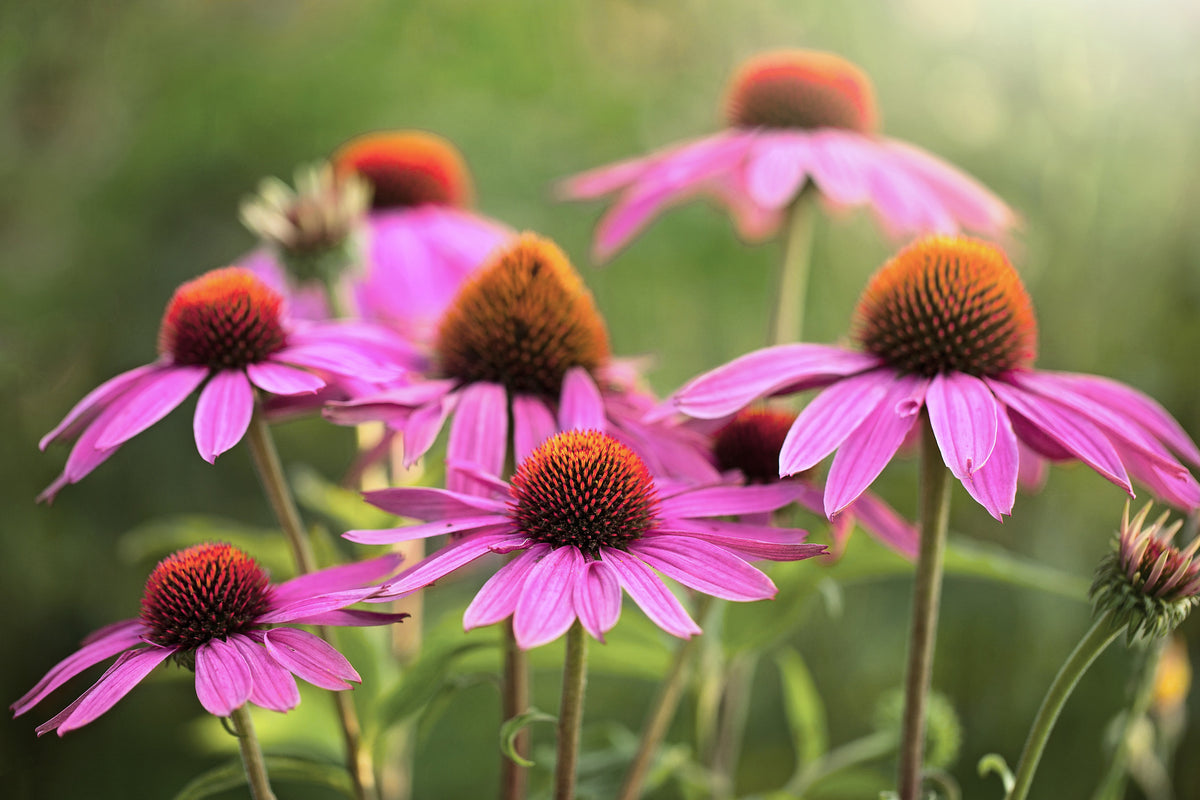 Echinacea, Echinacea angustifolia