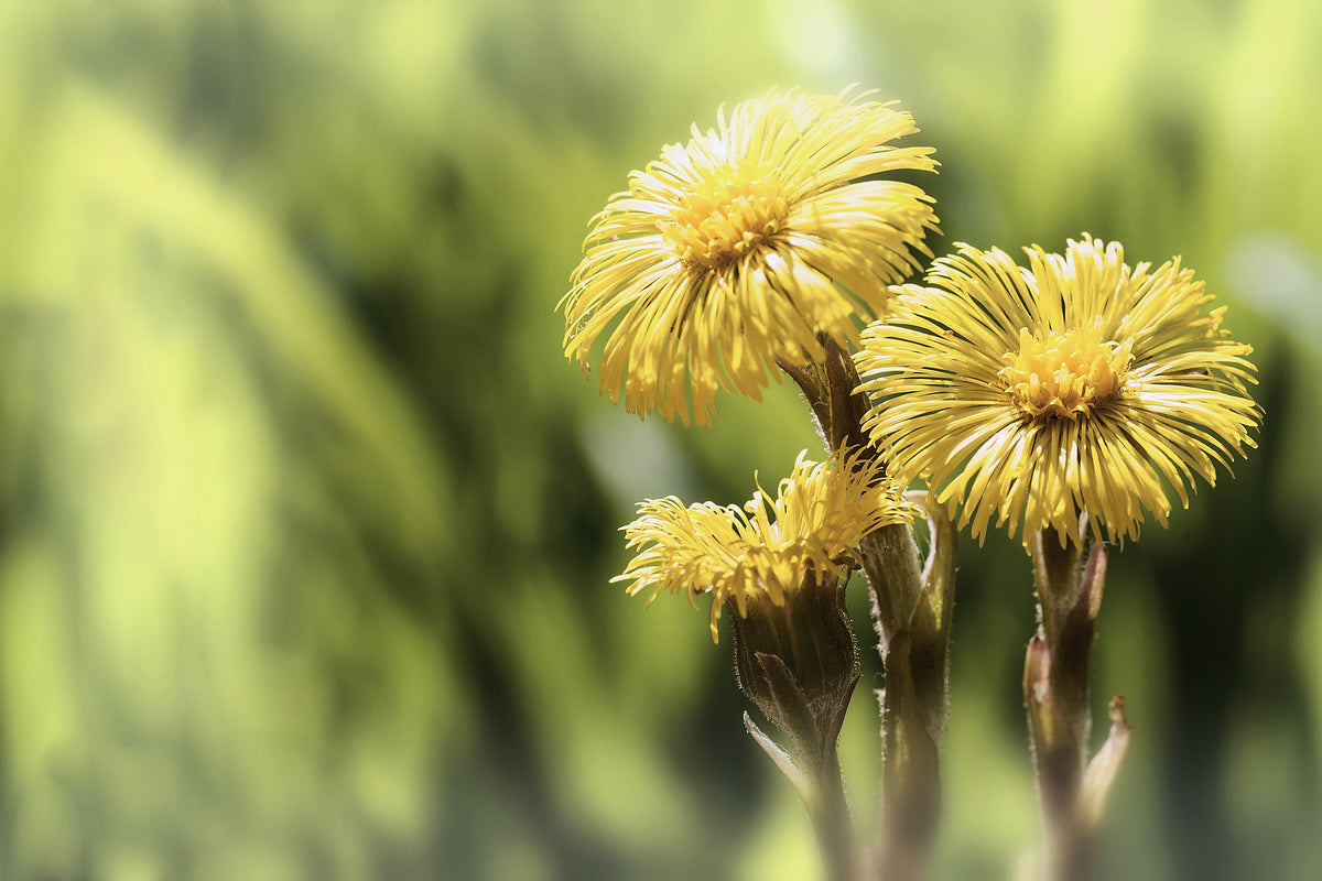Elecampane, Inula helenium