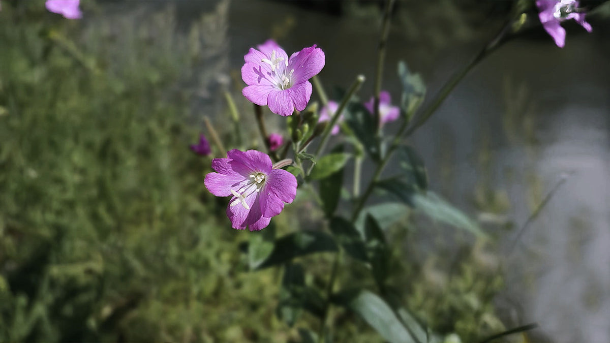 Epilobium, Epilobium parviflorum