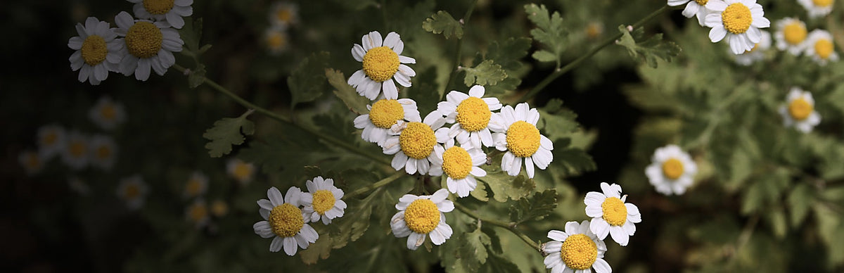 Feverfew, Tanacetum parthenium