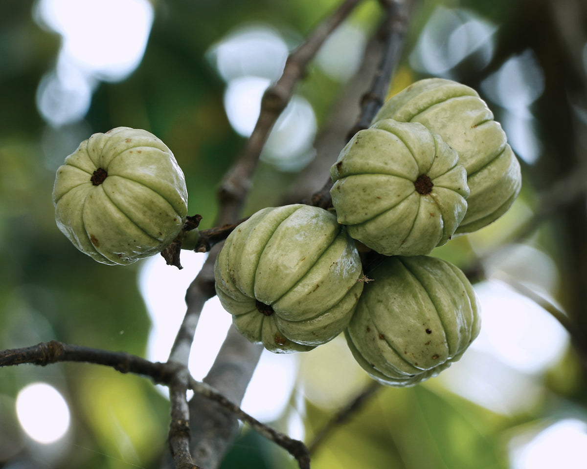 Garcinia Cambogia, Garcinia cambogia