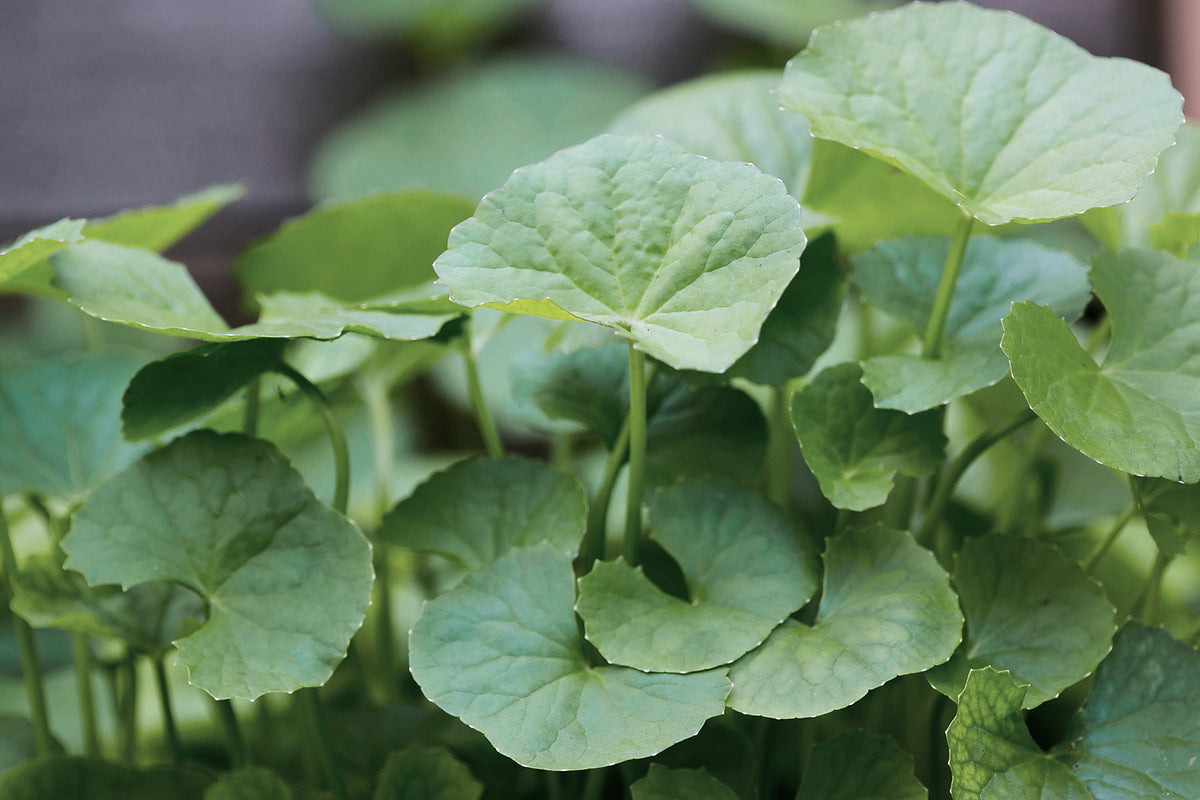 Gotu Kola, Centella asiatica