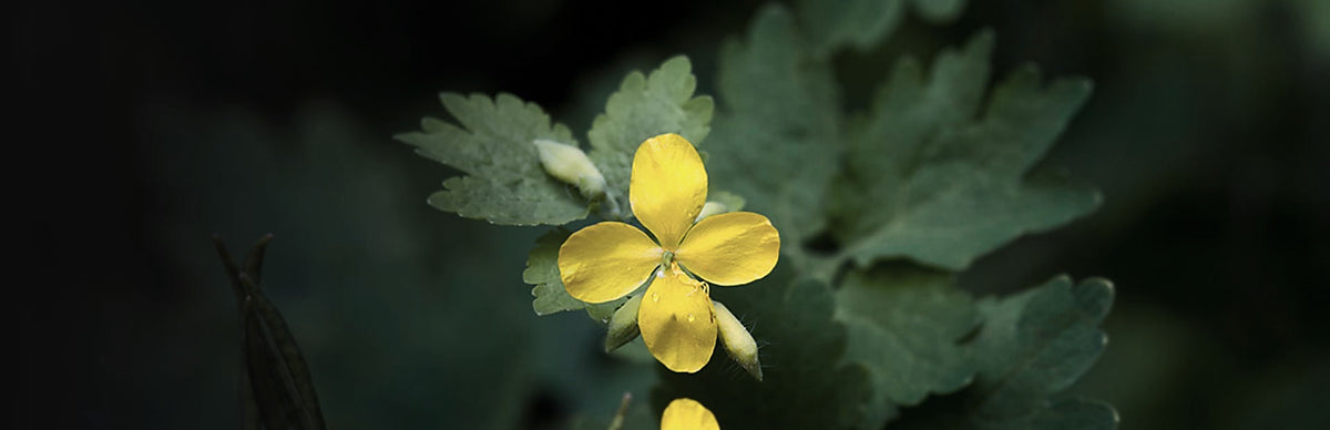 Greater Celandine, Chelidonium majus