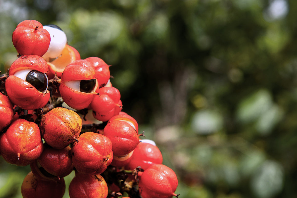 Guarana, Paullinia cupana