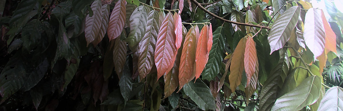 Guayusa, Ilex guayusa