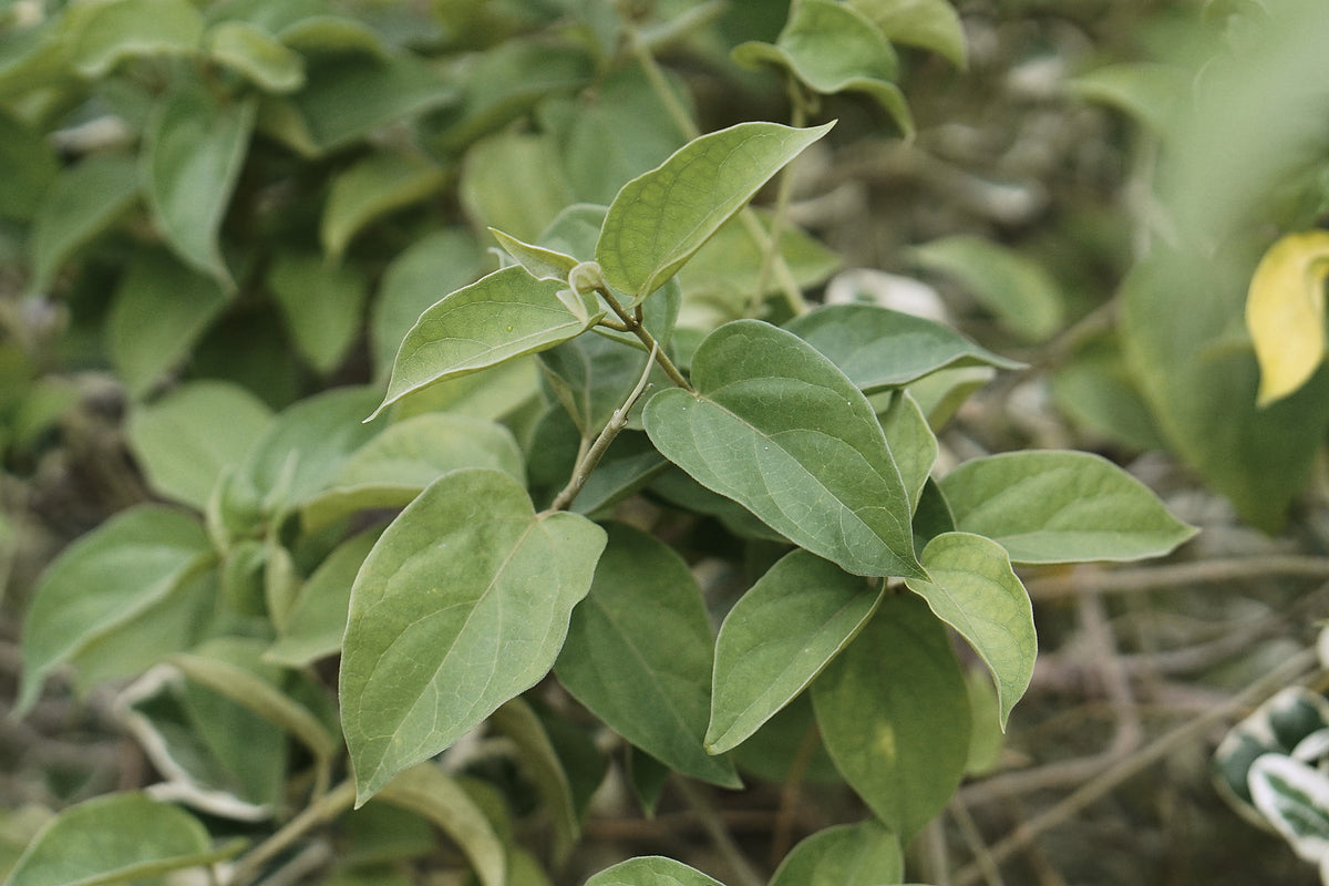 Gymnema, Gymnema sylvestre