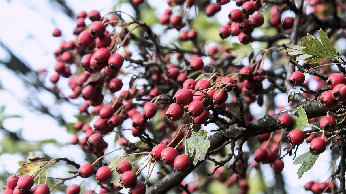 Hawthorn, Crataegus laevigata