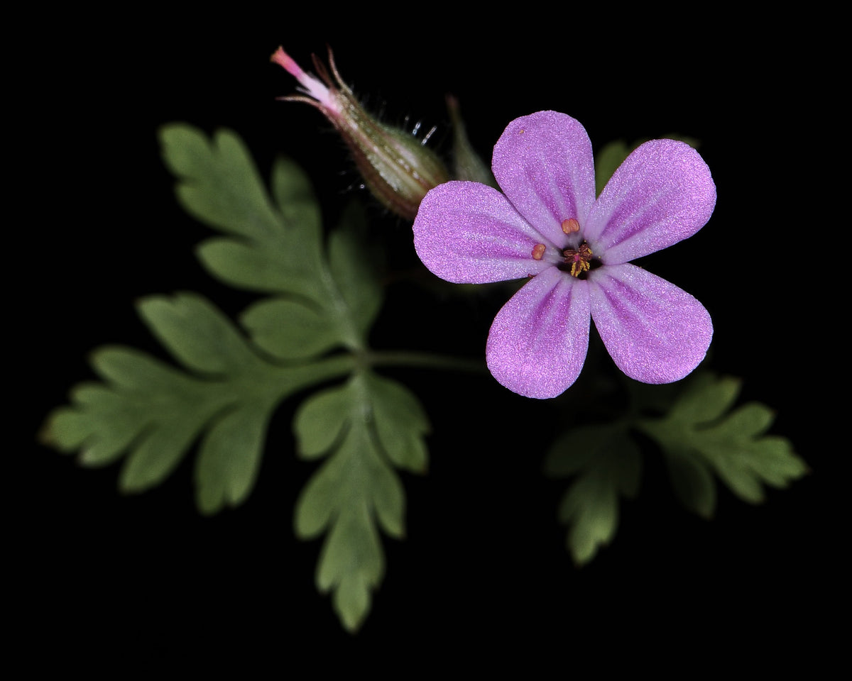 Herb Robert, Geranium robertianum