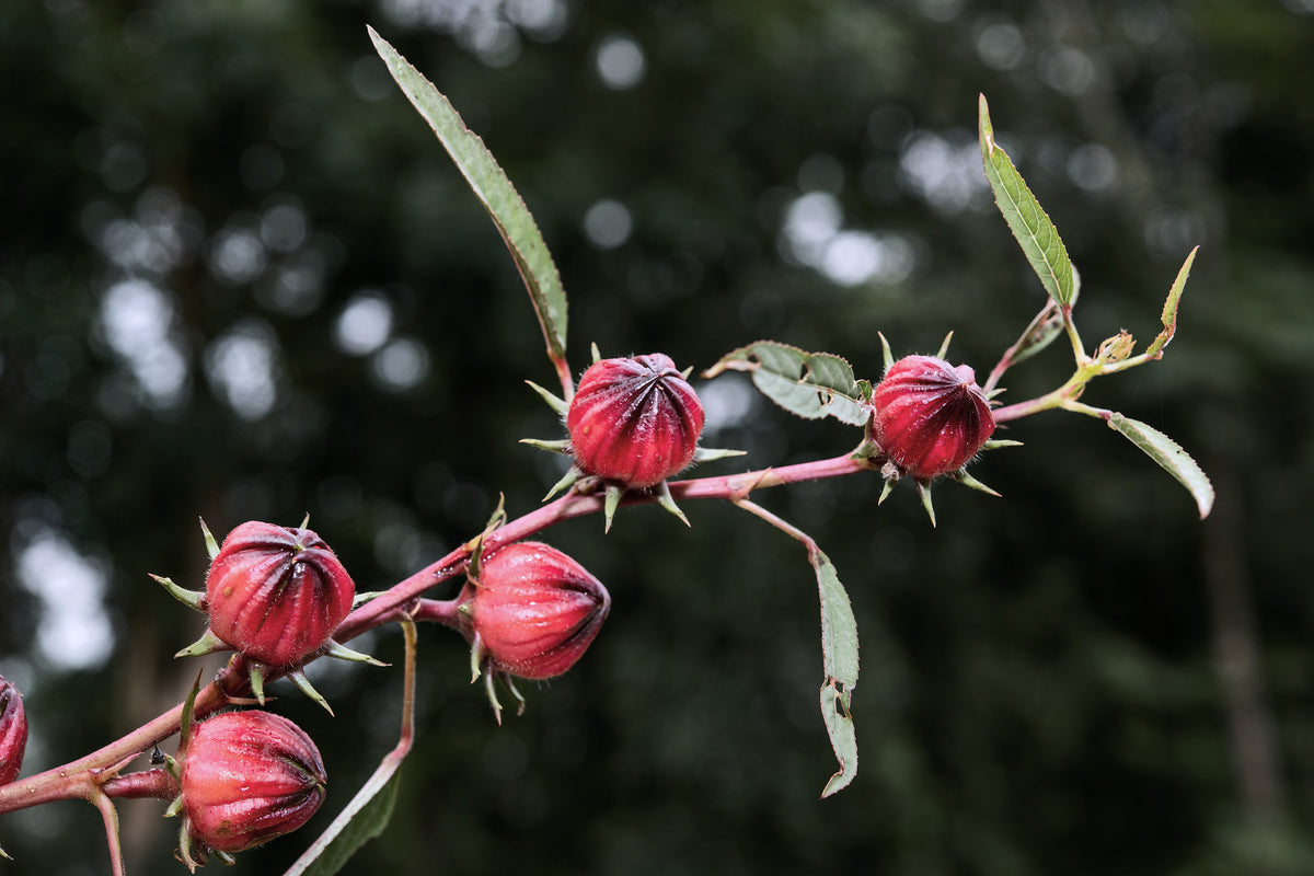 Hibiscus, Hibiscus sabdariffa