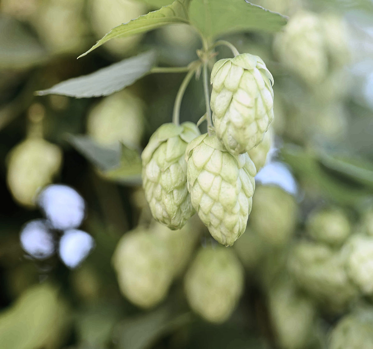 Hops, Humulus lupulus