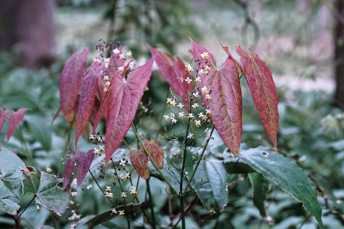 Horny Goat Weed, Epimedium sagittatum
