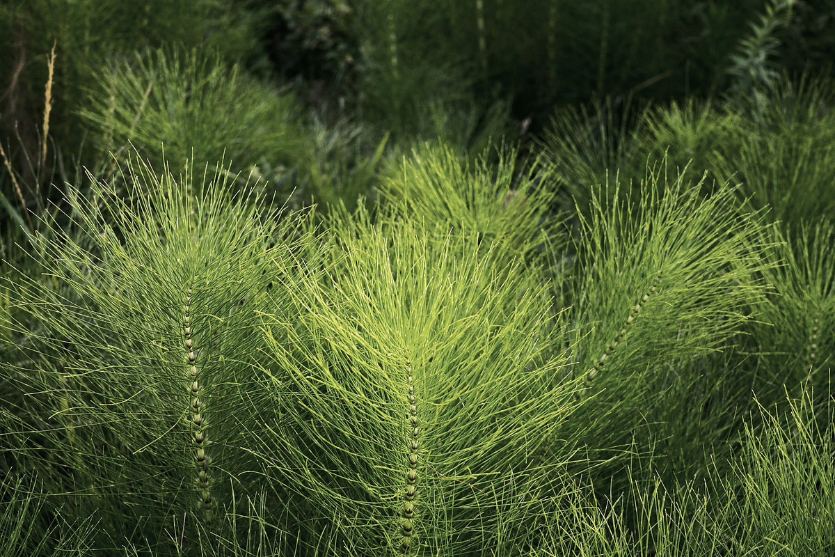 Horsetail, Equisetum spp.