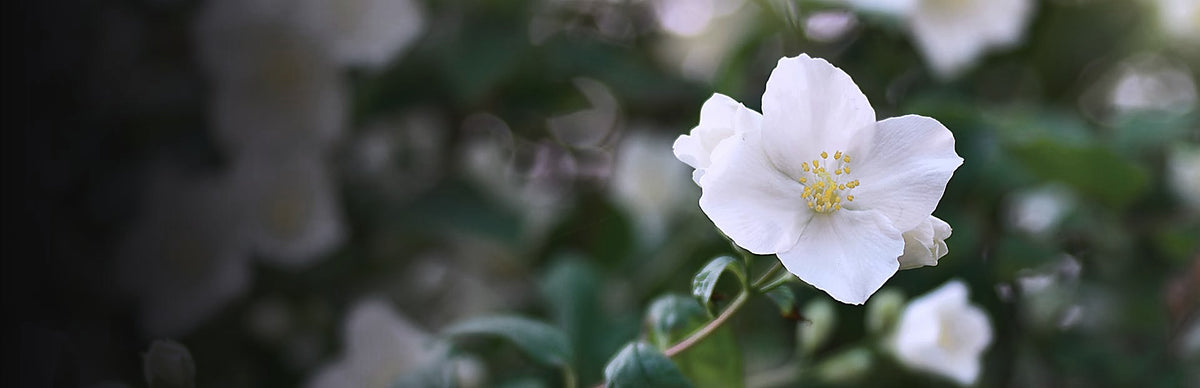 Jasmine, Jasminum officinale