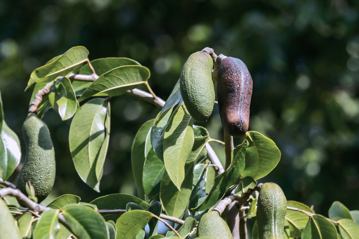 Jatoba, Hymenaea courbaril