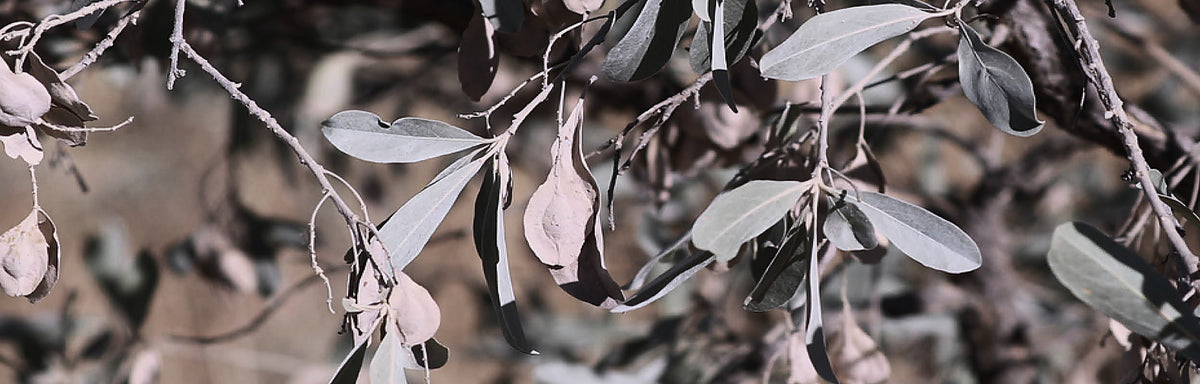 Jilungin, Terminalia canescens