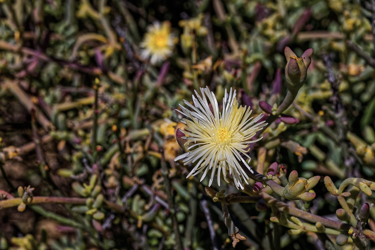 Kanna, Sceletium tortuosum