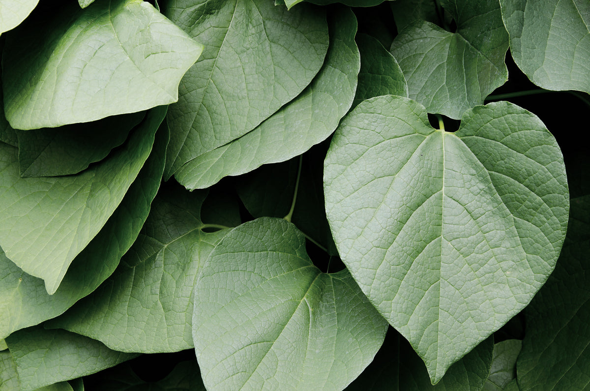 Kava, Piper methysticum