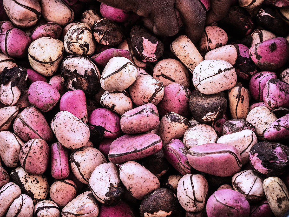 Kola Nut, Cola vera